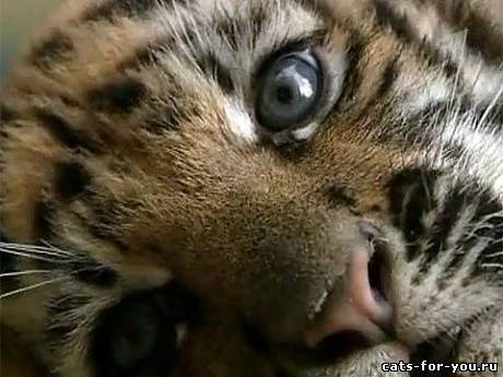 Анна Бобовская (Парамонова)