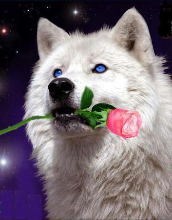 Алена Бурцева