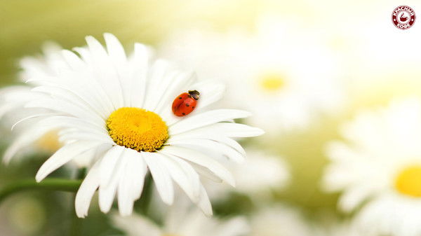 Малика Куракбаева