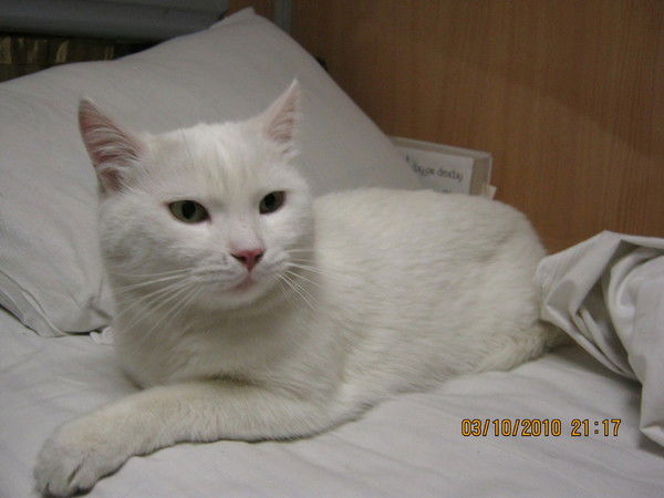 Дмитрий Резник