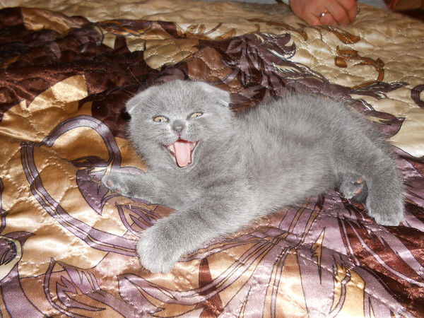 Алексей Матвеев