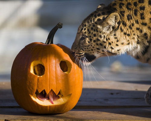 Людмила Куприй