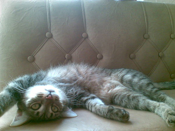 Елена Муллина