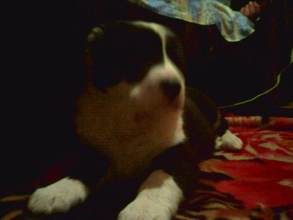 Елена Иванова