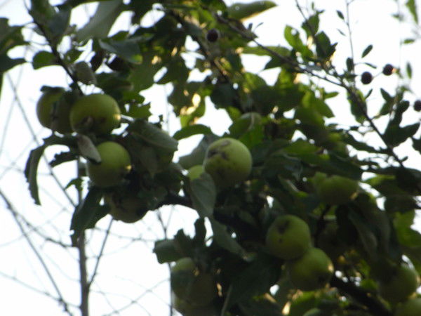 Иван Чобану