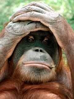 Максим Токмаков