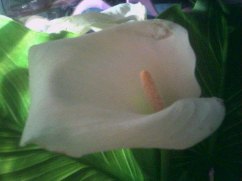 Ирина Третьякова