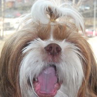 София Солло