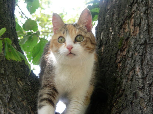 Екатерина Кушакова