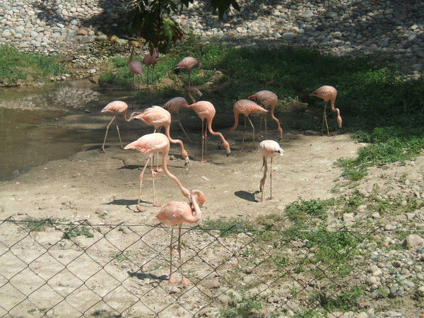 Дарья Окопская