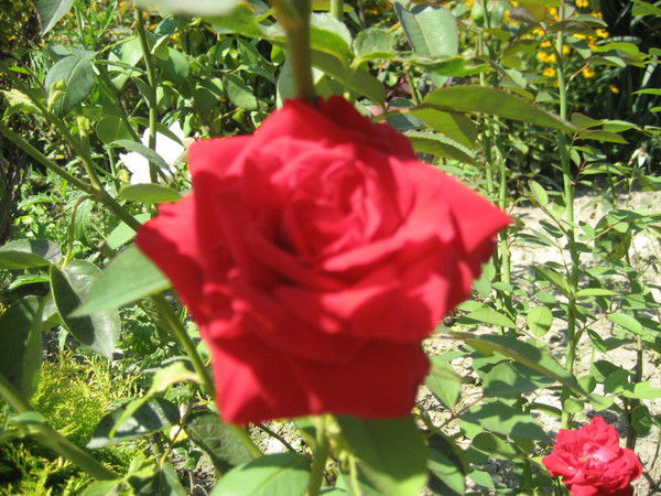 Ирина Зарипова