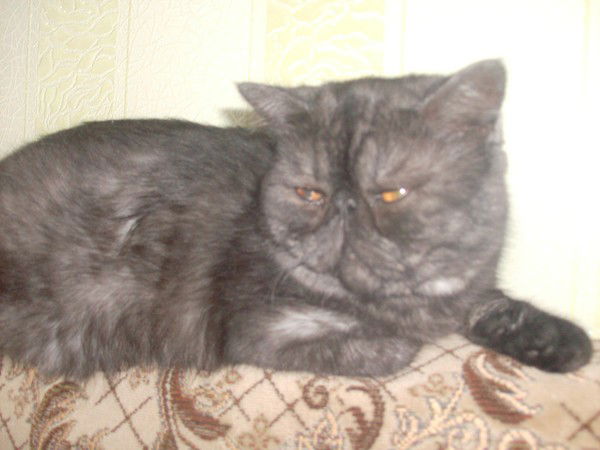 Владимир Яковлев