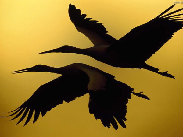 Балауса Камамова (Сейтжанова