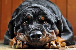 Леонид Сбитнев