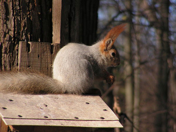 Ирина Анкудович