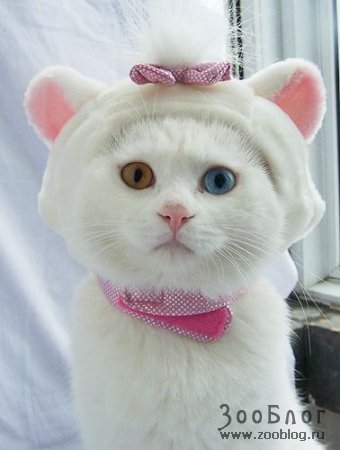 ((Катенок*))) ***