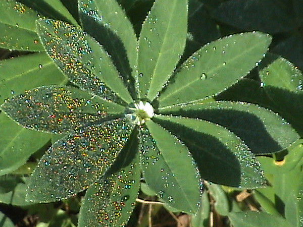 Алевтина Крупнова