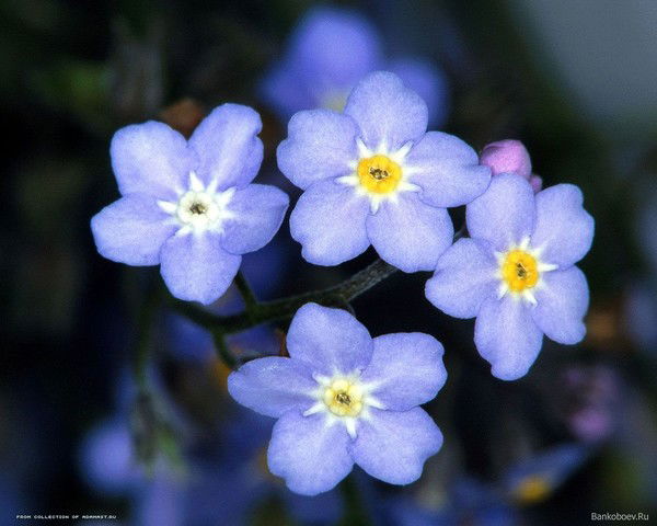 Диляра Крымбаева