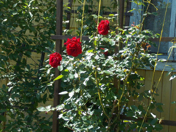 Ирина Зайнутдинова