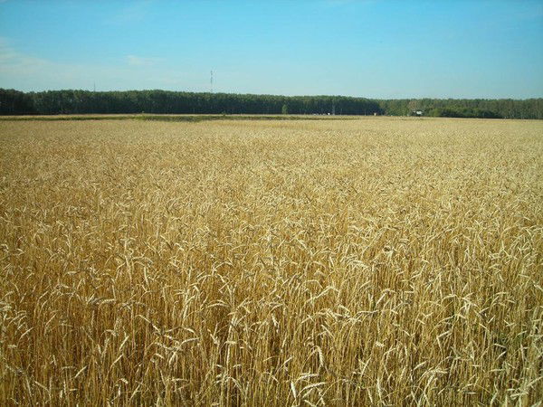 Елена Падерина