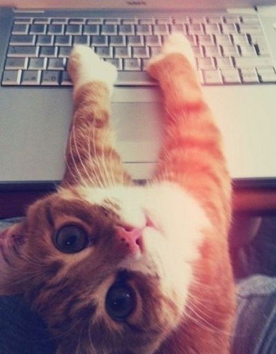 Полина Вангер