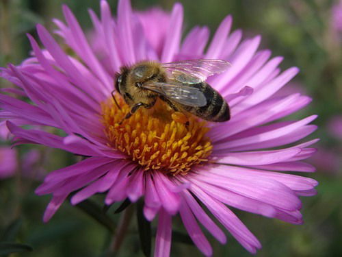 Ольга Ширкова