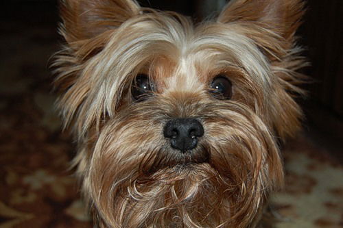 Наталья Савина