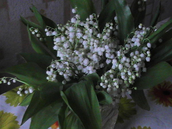 Галя Новикова