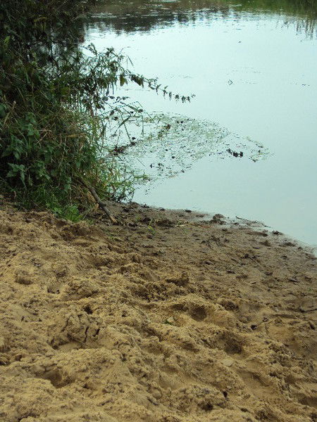 Светлана Дробышева