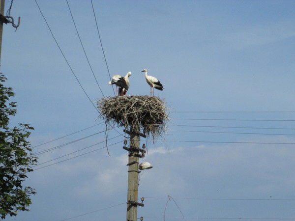 Любовь Каримова