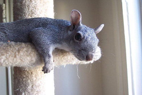 Натали Смирнова