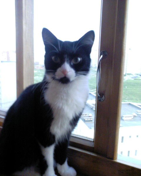 Кот Котовый