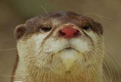 Сергей Никитин