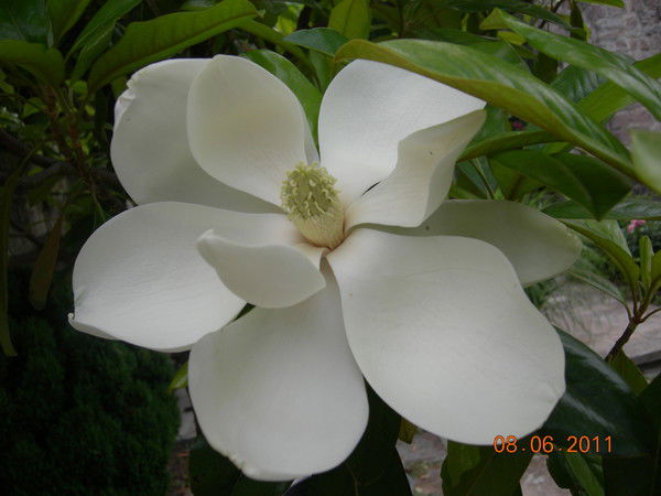 Наталья Медведенко