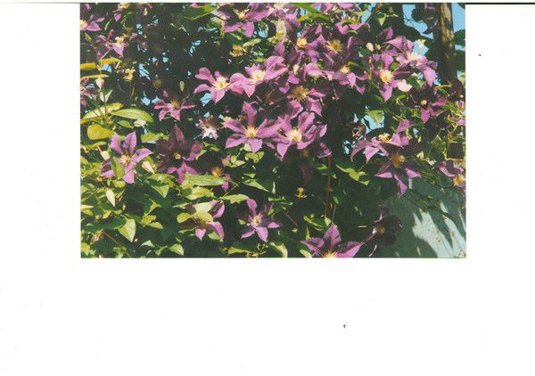 Елена Симба