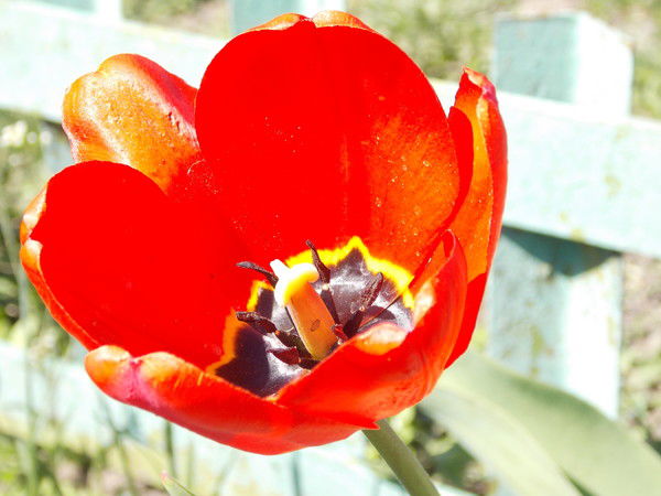 Марина Курская