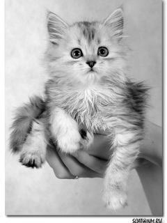 София Гончарова