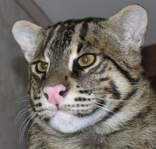 Ринат Каримов