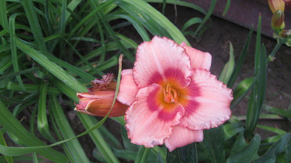 Марина Мицкан