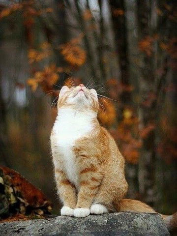 Счастье Есть