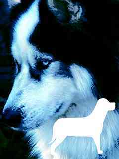 Антон Семисотов