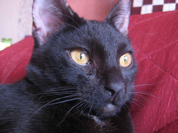 Евгений Бураченко