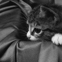 Соня Малиновская