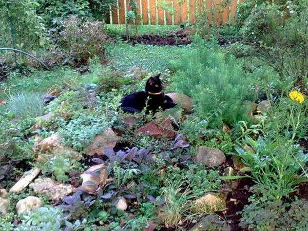 Елена Костина