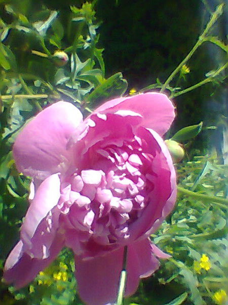 Багдат Утесинова