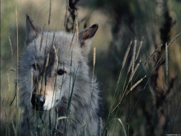 Рамис Тимергалеев