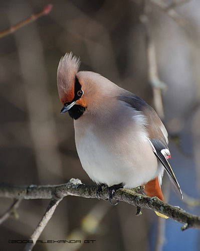 Костя Колесников