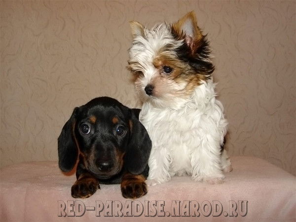 Мария Мельникова