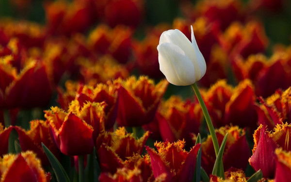 Татьяна Беликова