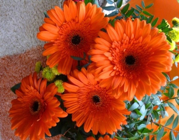 Анастасия Шуйтасова